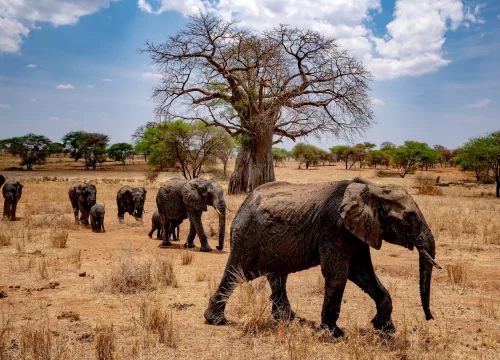 Discover Tanzania Safari - 8 Days