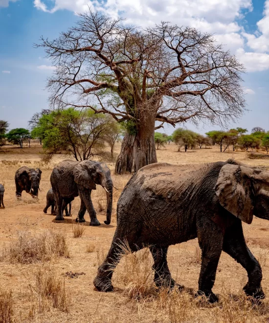 Discover Tanzania Safari - 8 Days