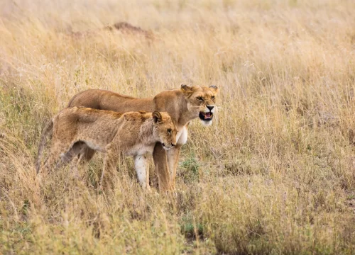 6 Day Tanzania Best Safari