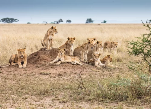 7 Days Big Five Safari Tanzania