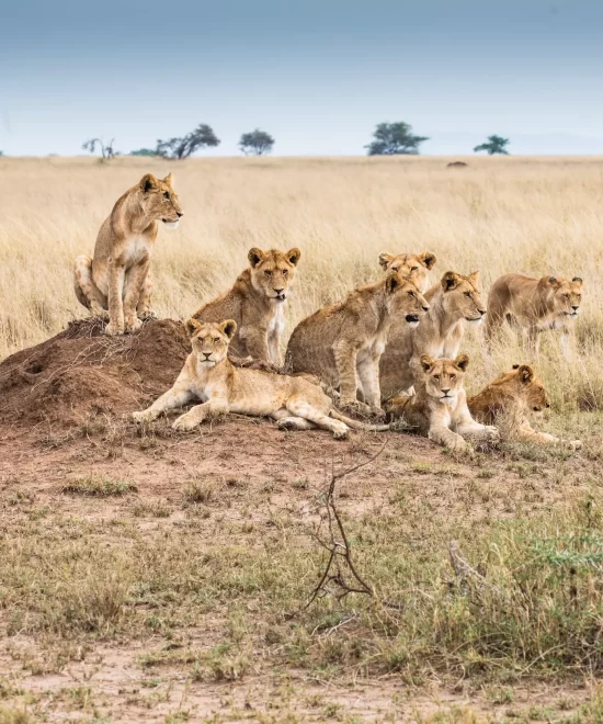 7 Days Big Five Safari Tanzania