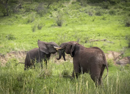 10 Days Tanzania Family Safari
