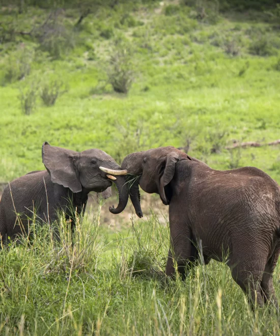 10 Days Tanzania Family Safari