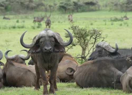 Affordable Tanzania Safari - 6 Days