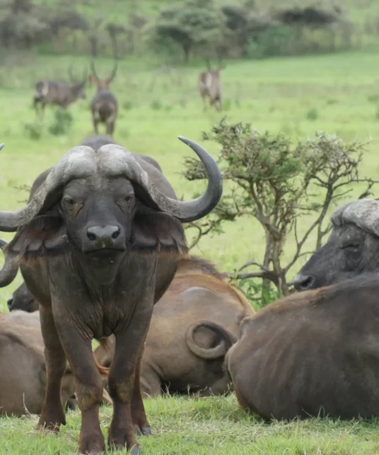 Affordable Tanzania Safari - 6 Days