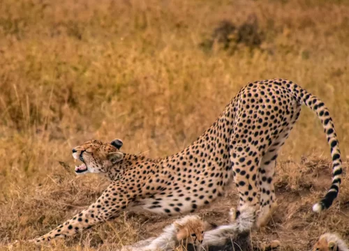 Tanzania Lodge Safari Tour- 7days
