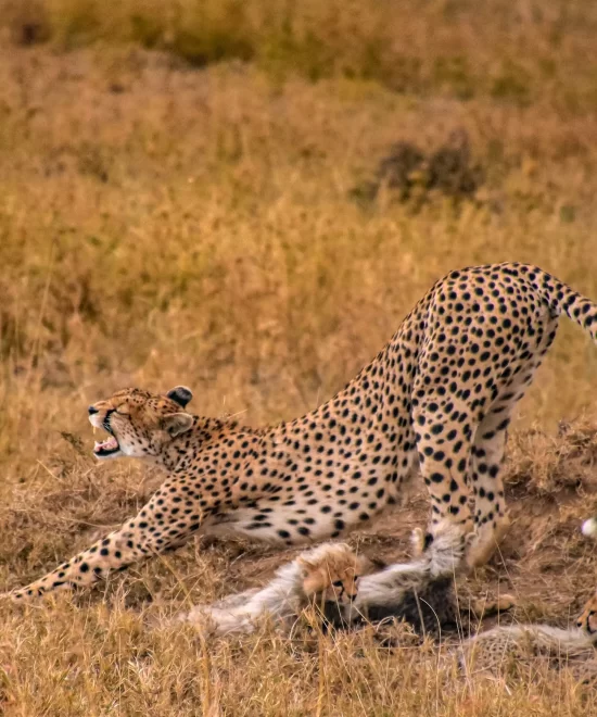 Tanzania Lodge Safari Tour- 7days