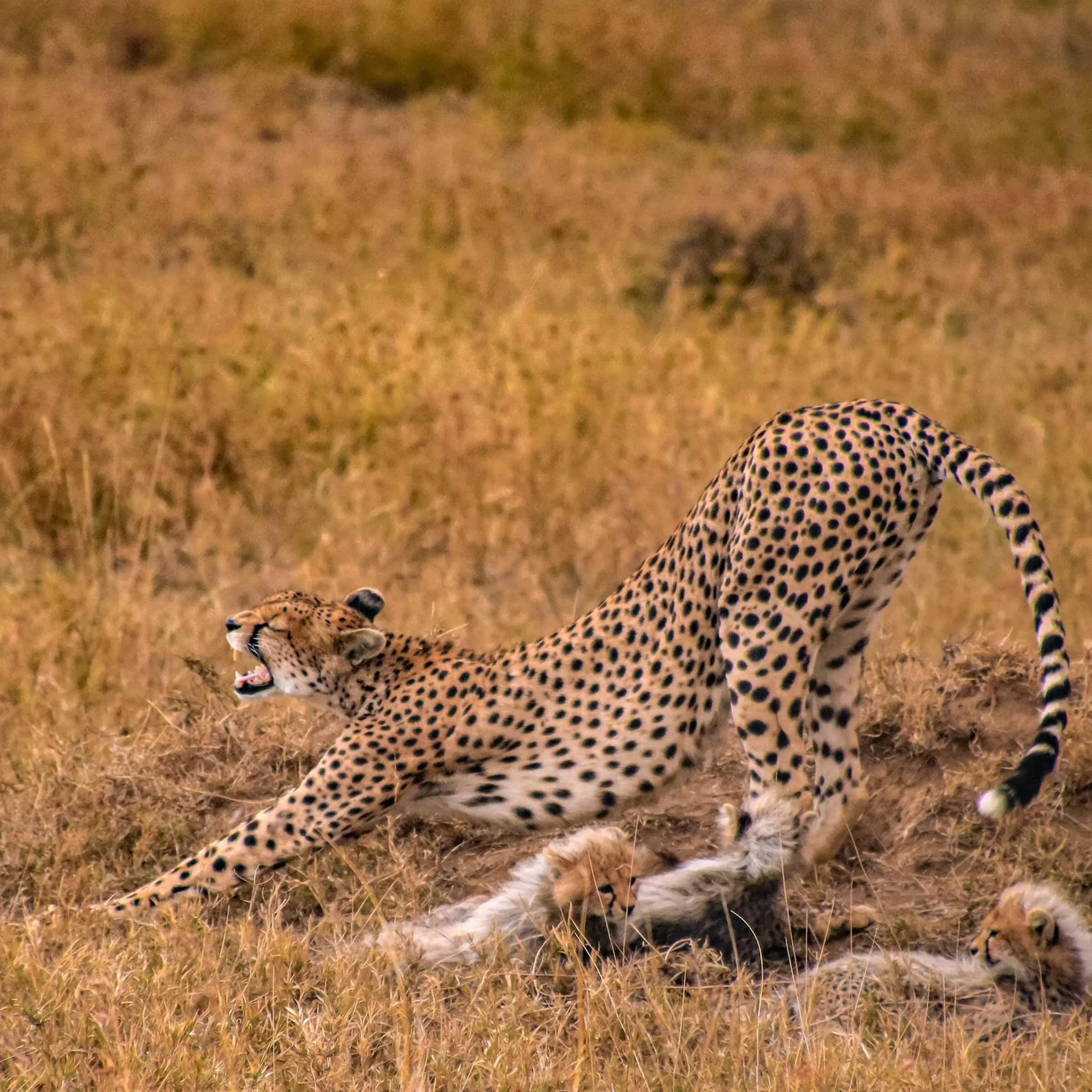 Tanzania Lodge Safari Tour- 7days