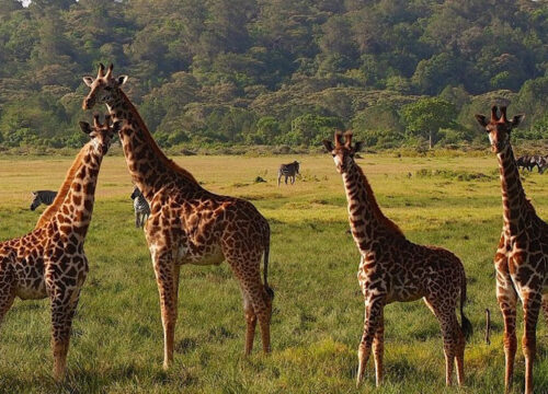 9 days Tanzania safari vacation
